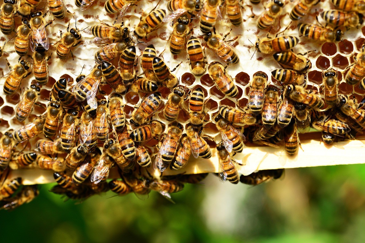 image accueil equipement apiculture